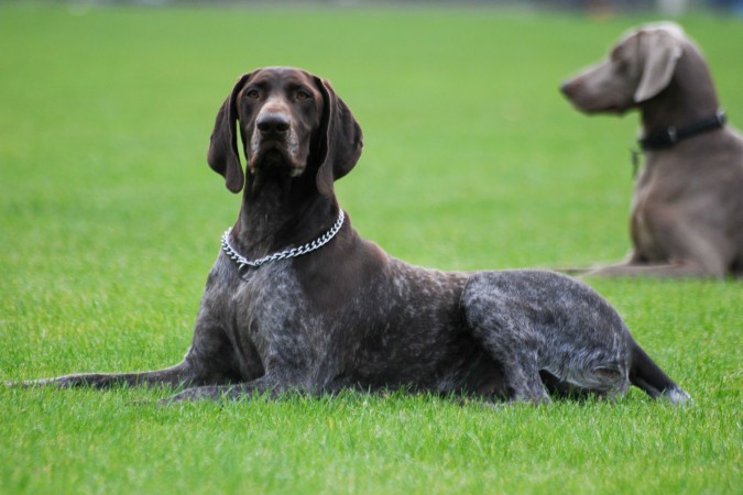 German short haired pointer