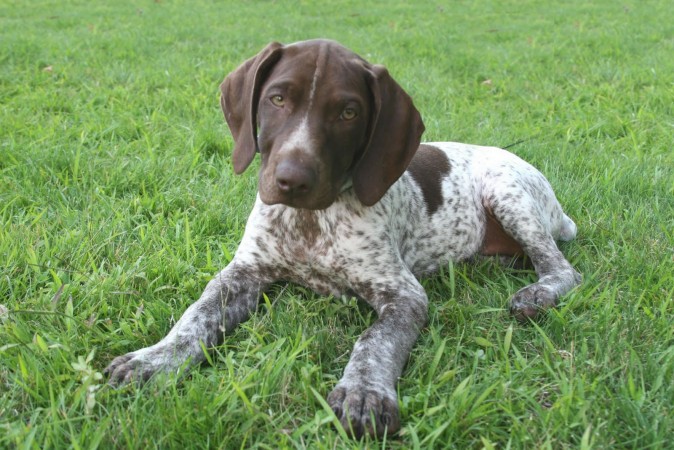 German shorthaired pointer puppy