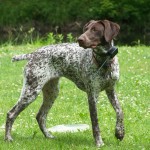 German shorthaired pointer dog