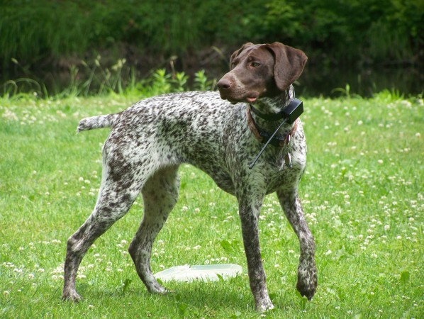 German shorthaired pointer dog