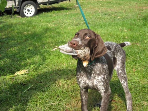 German shorthaired pointer hunting