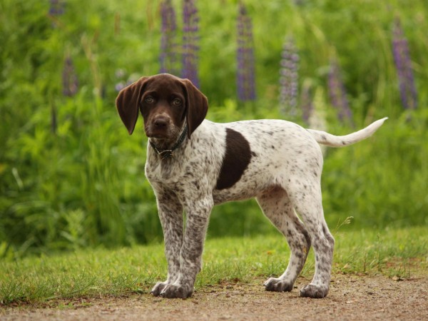 German shorthaired pointer puppy