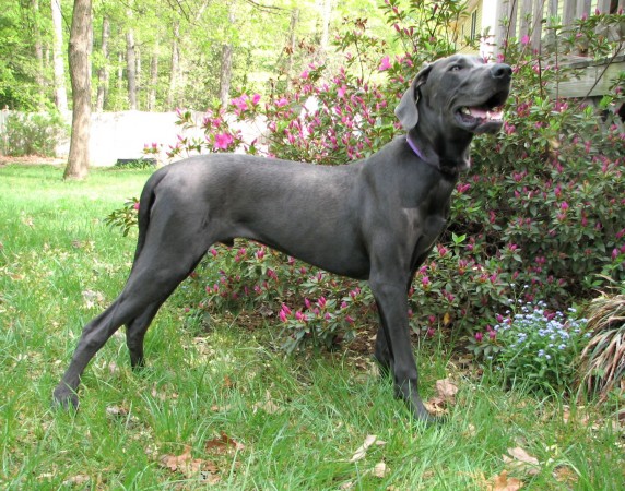 Great Dane