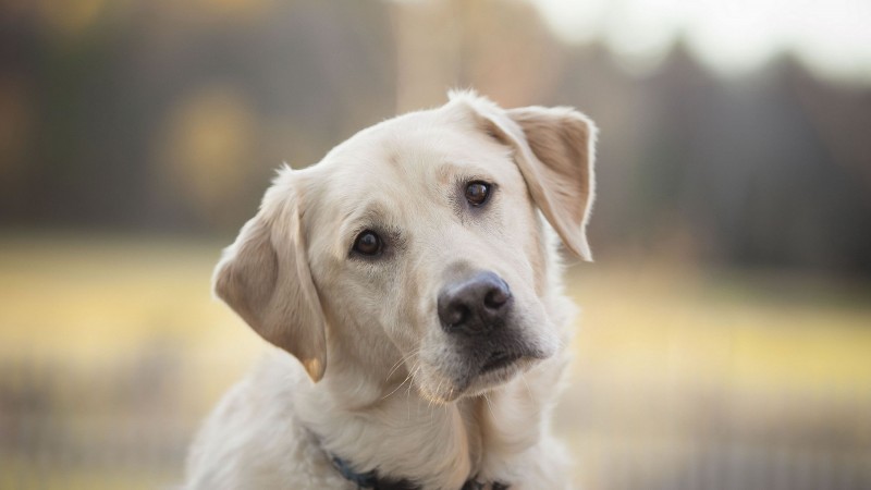 Labrador Retriever head wallpaper