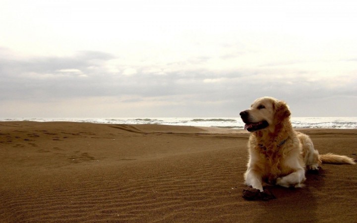 Labrador Retriever on beach wallpaper