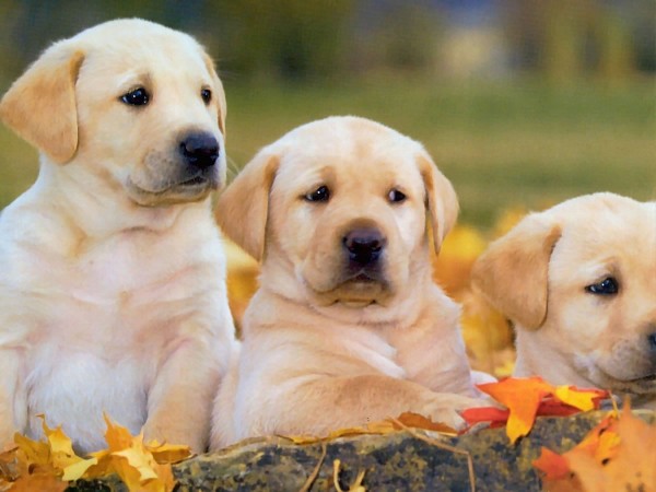 Labrador Retriever puppies