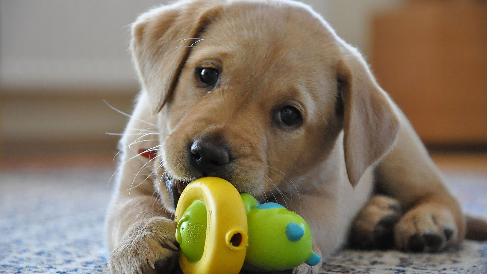 Labrador Retriever puppy playing - LabraDor Retriever Puppy Playing