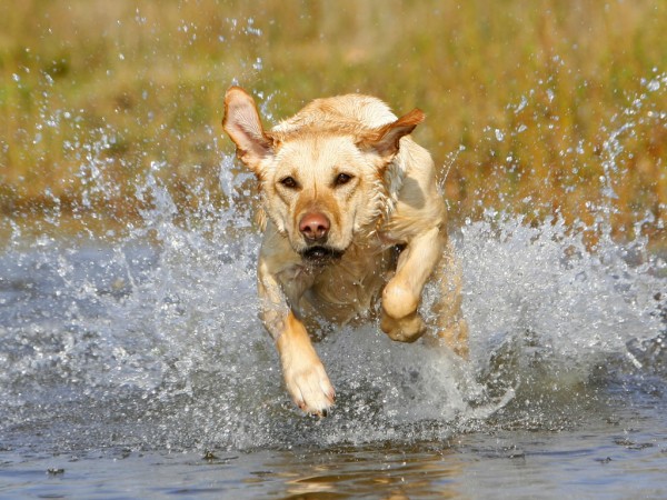 Labrador Retriever running