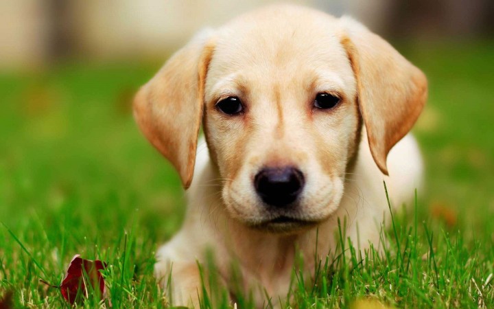 Labrador Retriever wallpaper