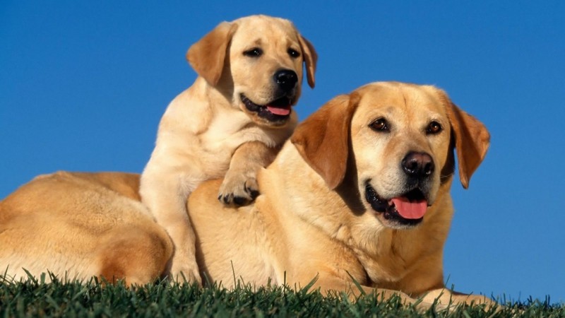 Labrador Retrievers