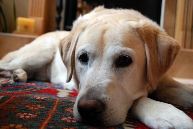 Labrador whitening