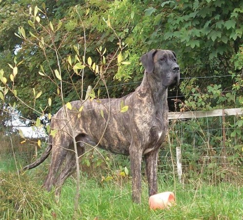 Male brindle Great Dane