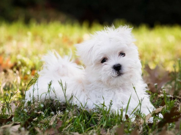 Maltese