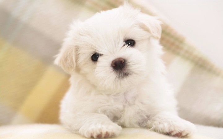 Maltese dog wallpaper