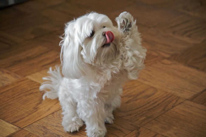 Maltese high five