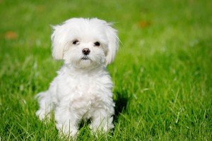 Maltese puppy wallpaper