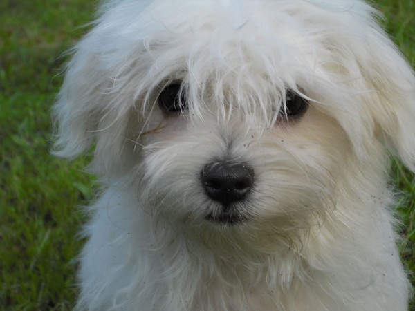 Maltese puppy head