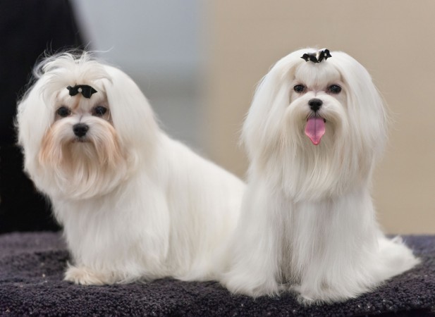 Maltese show dogs