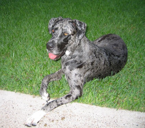 Merle Great Dane