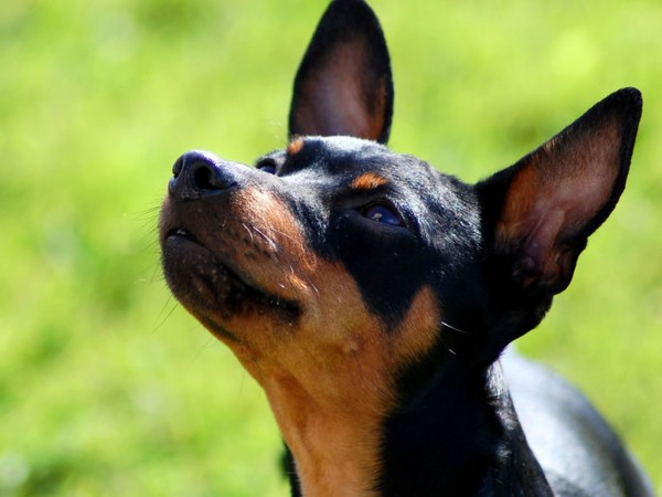 Miniature Pinscher head (2)