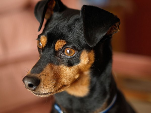 Miniature Pinscher head