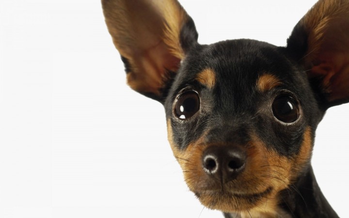 Miniature Pinscher head wallpaper