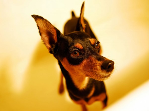 Miniature Pinscher wallpaper - My Doggy Rocks