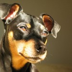 Miniature Pinscher with uncropped ears