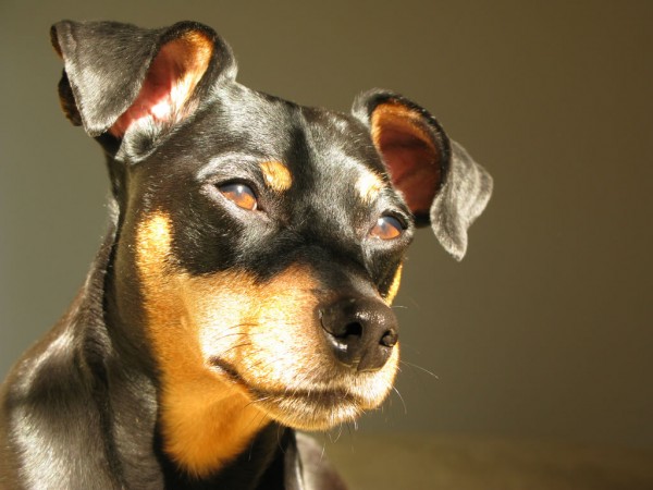 Miniature Pinscher with uncropped ears