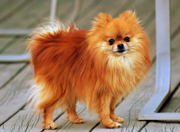 Orange Pomeranian wallpaper