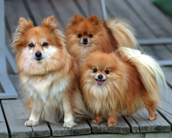 Pomeranian dogs