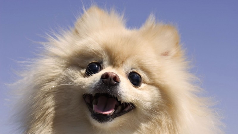 Cream Pomeranian head wallpaper