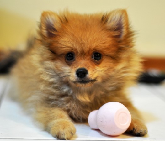 Pomeranian puppy wallpaper