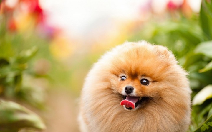 Pomeranian wallpaper