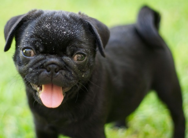 Pug puppy