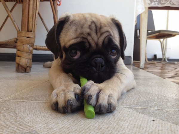 Pug puppy playing