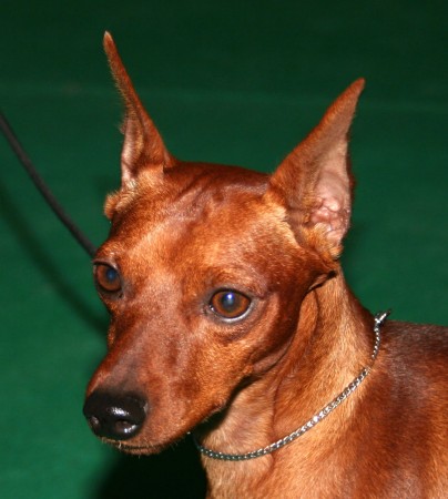 Red Miniature Pinscher with cropped ears