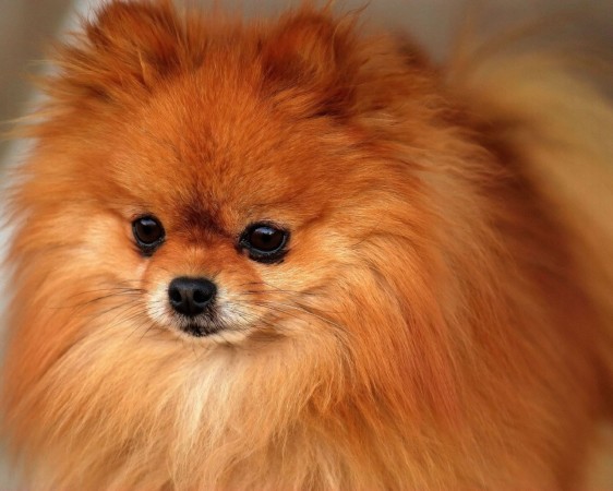 Sable Pomeranian