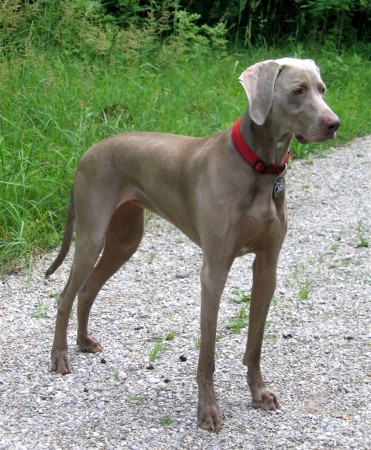 Short coat Weimaraner