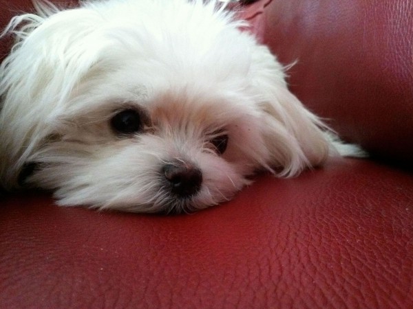 Sleepy Maltese