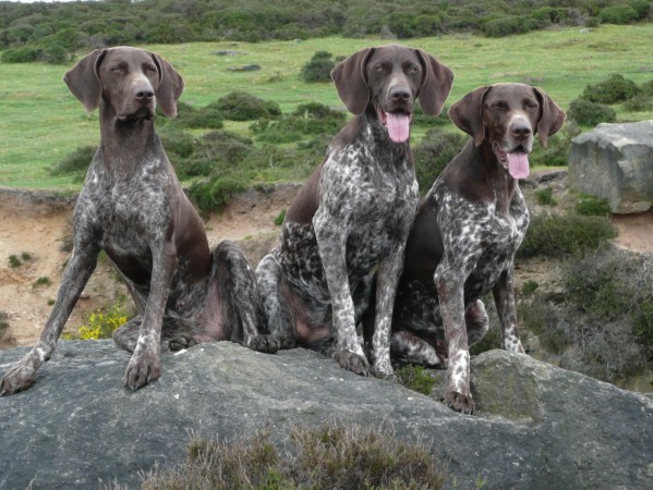 Three German Shorthaired Pointers