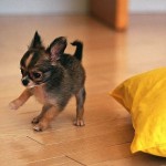 Tiny Chihuahua wallpaper