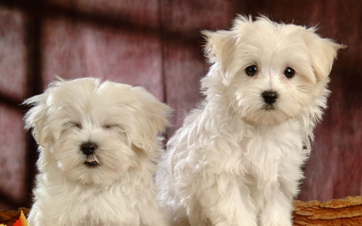 Two Bichon Frise dogs wallpaper