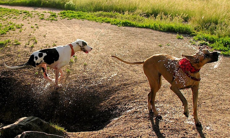 Two Great Danes