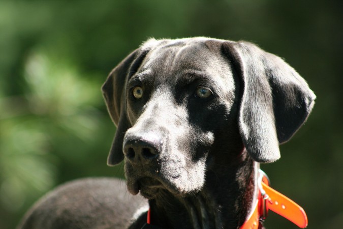 Weimaraner