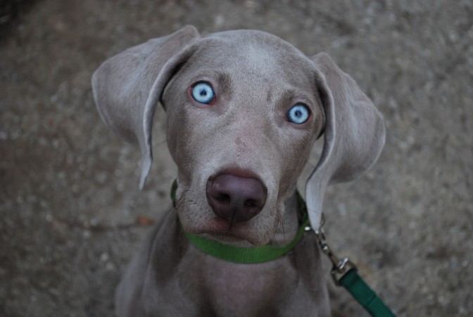 Weimaraner eyes wallpaper