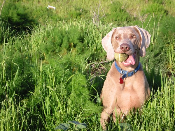 Weimaraner playing