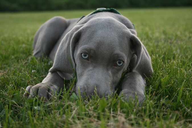 Weimaraner puppy wallpaper