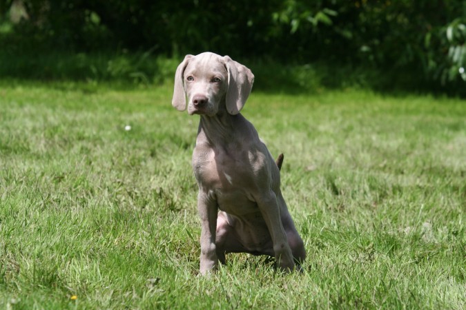 Weimaraner wallpaper