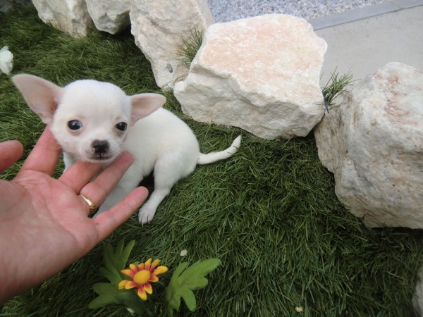 White Chihuahua puppy